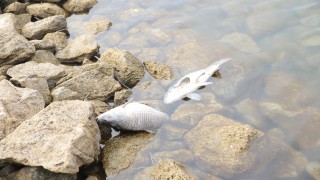 Bolu Gölköy Barajı'ndaki balık ölümlerine ilişkin adli soruşturma başlatıldı