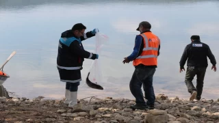 Bolu'daki Gölköy Barajı'nda kıyıya vuran ölü balıklar toplanıyor