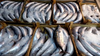 Kıyıköylü balıkçının ağlarına 3 bin 500 adet palamut takıldı