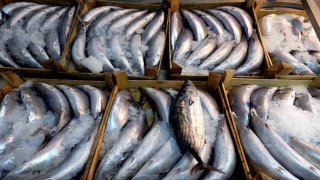 Sinop'ta kıyı balıkçıları kasalar dolusu palamut avladı