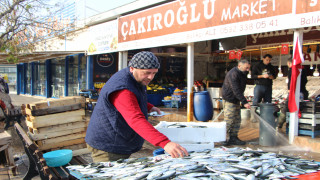 Bandırma'da palamut ve hamsi bolluğu