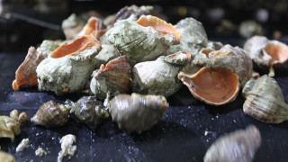 Deniz salyangozu ihracatı 7,1 milyon dolar kazandırdı