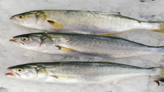 Lezzetiyle ön plana çıkan "sarıkanat" Tekirdağ'daki tezgahlarda yerini aldı