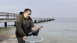 Yalova'da balıkçının oltasına domuz köpek balığı takıldı