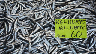 Bartın'da balıkçılar limana kasalar dolusu hamsiyle döndü