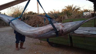 Adana'da balıkçıların ağına 274 kilogramlık balık takıldı