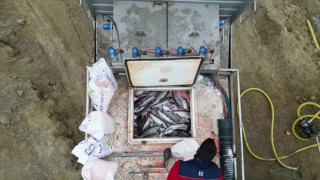 Karakaya Baraj Göleti'nde Türk somonu hasadı yapıldı