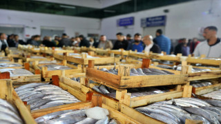 Samsun'da geçen yıl 64 bin 675 ton su ürünü avlandı