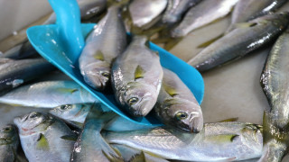 Tekirdağ'da avlanan çinekop, kilosu 125 liradan satılıyor