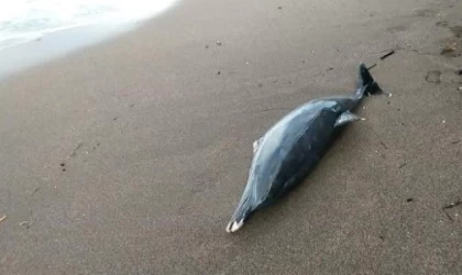 Enerji şirketi Santos, Avustralya'da yunus balıklarının ölümüne neden olmakla suçlanıyor