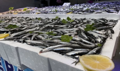 Marmara Denizi'nde Hamsi Avcılığı Durduruldu