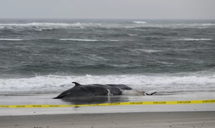 New York'ta bir ölü balina daha sahile vurdu
