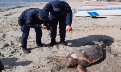 Tekirdağ'da sahilde ölü "caretta caretta" bulundu