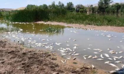 Avustralya'da hükümet büyük çaptaki balık ölümlerini araştırıyor