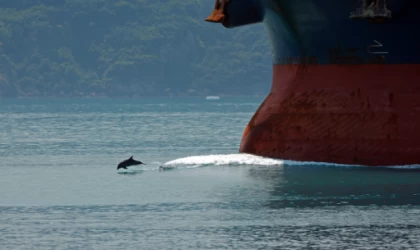 Deniz sağlığının gösterge türleri yunuslar ve balinalar çoklu baskı altında