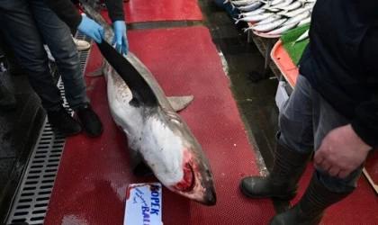 Kayseri'de "camgöz" cinsi köpekbalığını satmak isteyen işletmeye 33 bin lira ceza