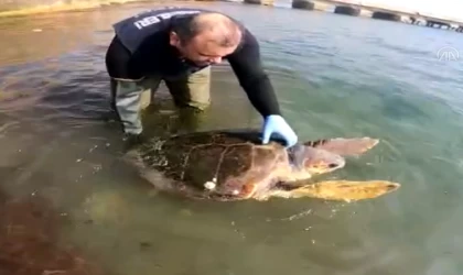 Tekirdağ'da yosunlara takılan caretta caretta kurtarıldı