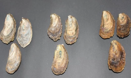 Üçlü stres faktörü bağışıklıktan üremeye kadar deniz canlılarını etkiliyor