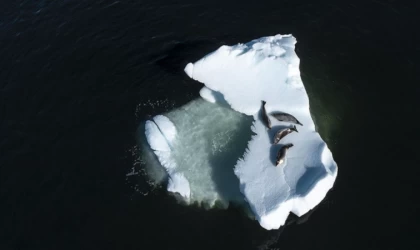 Antarktika'da eriyen buz tabakaları tahmin edilenden daha kısa sürede yok olabilir