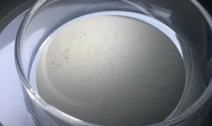 İzmit Körfezi'ndeki her 10 balıktan 4'ünde mikroplastik tespit edildi