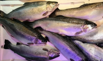 Doğu Karadeniz'den 4 ayda 28,5 milyon dolarlık Türk somonu ihraç edildi