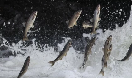 İnci kefalinin Van Gölü'nden tatlı sulara göçü başladı