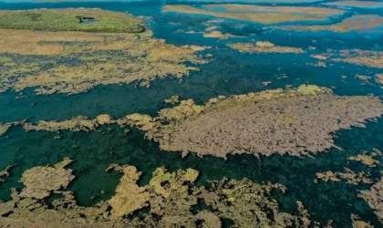 İnsan faaliyetleri, biyoçeşitliliğin üzerindeki en büyük tehdit