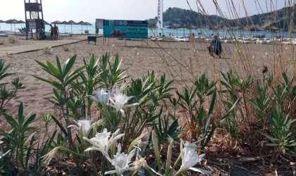 Kocaeli'de koruma altındaki kum zambaklarının bulunduğu sahil temizlendi