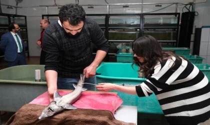 Rize'de, nesli tükenme tehlikesi altındaki Mersin balığının sağımı yapıldı