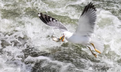 Van'da akarsuların debisi düştü, inci kefallerinin göçü zorlaştı