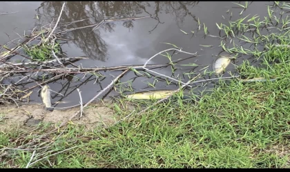 Zamantı Irmağı'nda ekolojik katliam mı yapılıyor?
