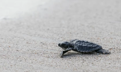 Antalya'da jandarma ekipleri tespit ettikleri caretta caretta yuvalarını korumaya aldı