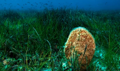 Zafer Kızılkaya "Denizlerin akciğerleri çoklu baskı altında"