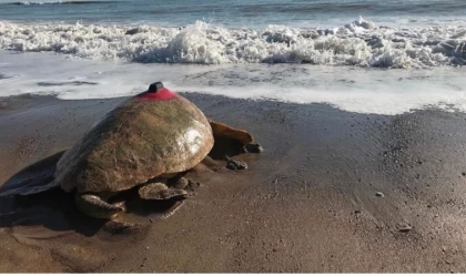 Koruma çabaları sayesinde deniz kaplumbağası sayısı artıyor