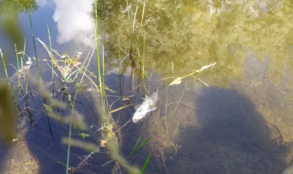 Malatya'nın Arguvan ilçesindeki balık ölümleri araştırılıyor