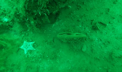 Marmara'da nesli tükenmekte olan "dev midye" pina çoğalıyor