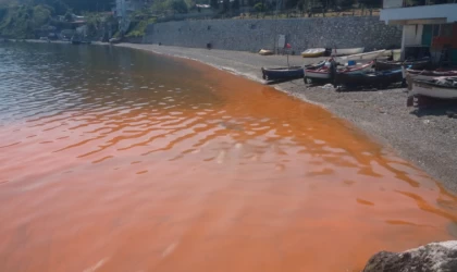 Plankton ve alg patlamaları deniz ekosistemini tehdit ediyor