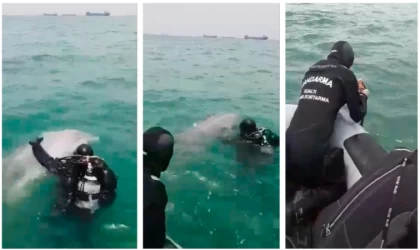 Sarıyer açıklarında ağa takılan yunus jandarma ekiplerince kurtarıldı