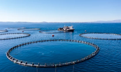 Türkiye'nin su ürünleri üretimi 2022'de yüzde 6,2 arttı