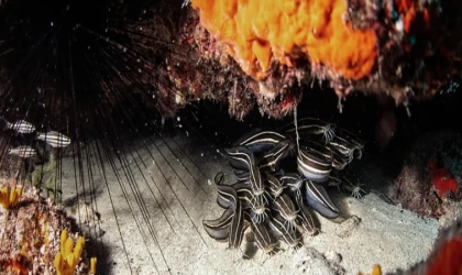 Uzmanlar, açık denizlerde biyolojik çeşitliliğin korunması anlaşmasını ümit verici buldu