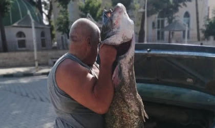 Meriç Nehri'nde yaklaşık 2 metrelik yayın balığı yakalandı