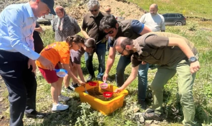 Ordu'da derelere 50 bin yavru alabalık bırakıldı