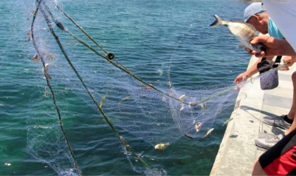Sinop'ta deniz suyunun ani soğumasıyla şoka giren tonlarca balık kıyıya vurdu