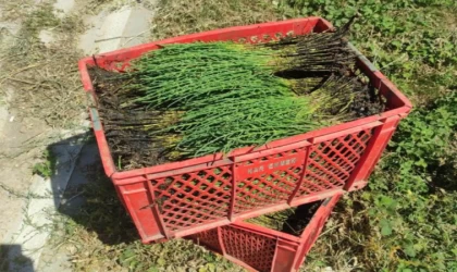 Yalova'da toplanması yasak olan deniz börülcesi yakalandı