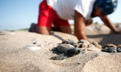 Belek'te 2 bin, Kızılot'ta 1600 caretta caretta yuvası tespit edildi