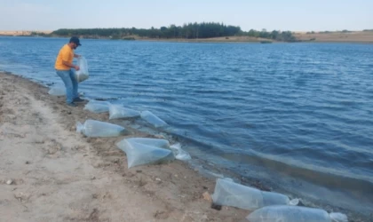 Edirne'de yetiştirilen 5,5 milyon sazan balığı yavrusu göllere bırakıldı
