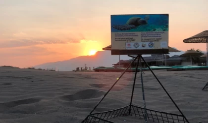 İztuzu sahilindeki caretta caretta yuvalarının sayısı 700'e ulaştı