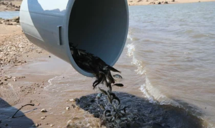 Kırklareli'nde 550 bin yavru sazan barajlara bırakıldı