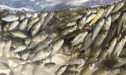 Manyas Gölüne balık yavrusu salındı