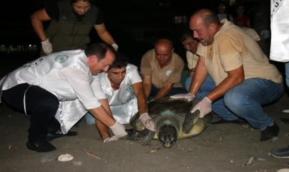 Mersin'de tedavi edilen 2 kaplumbağa denize bırakıldı